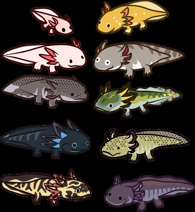 恐龍魚有幾種顏色的圖片