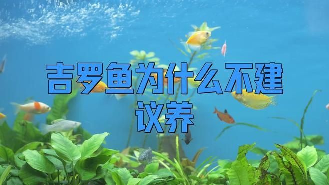 藍(lán)吉羅魚為何不建議養(yǎng)