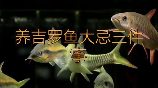藍(lán)吉羅魚為何不建議養(yǎng)