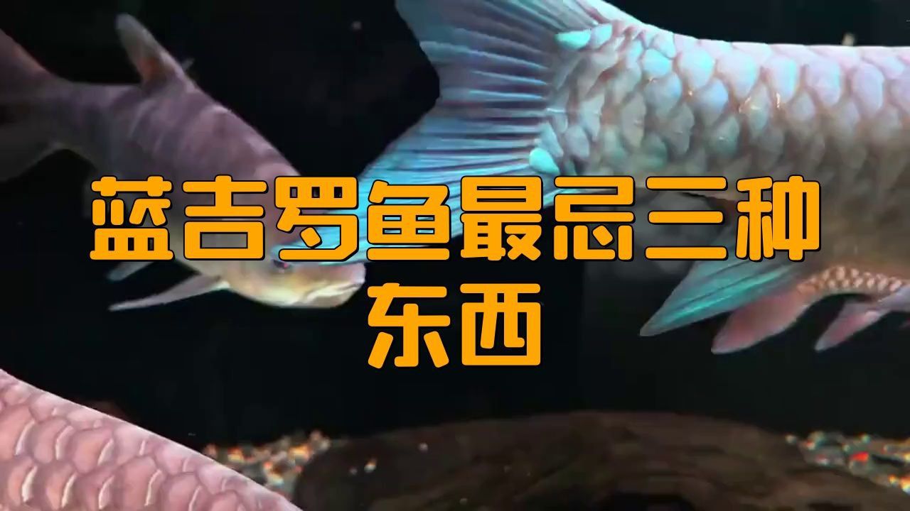 藍(lán)吉羅魚為何不建議養(yǎng)