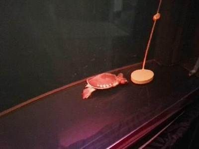 龍魚浮水面游的快嗎：關(guān)于龍魚浮水面游的問(wèn)題