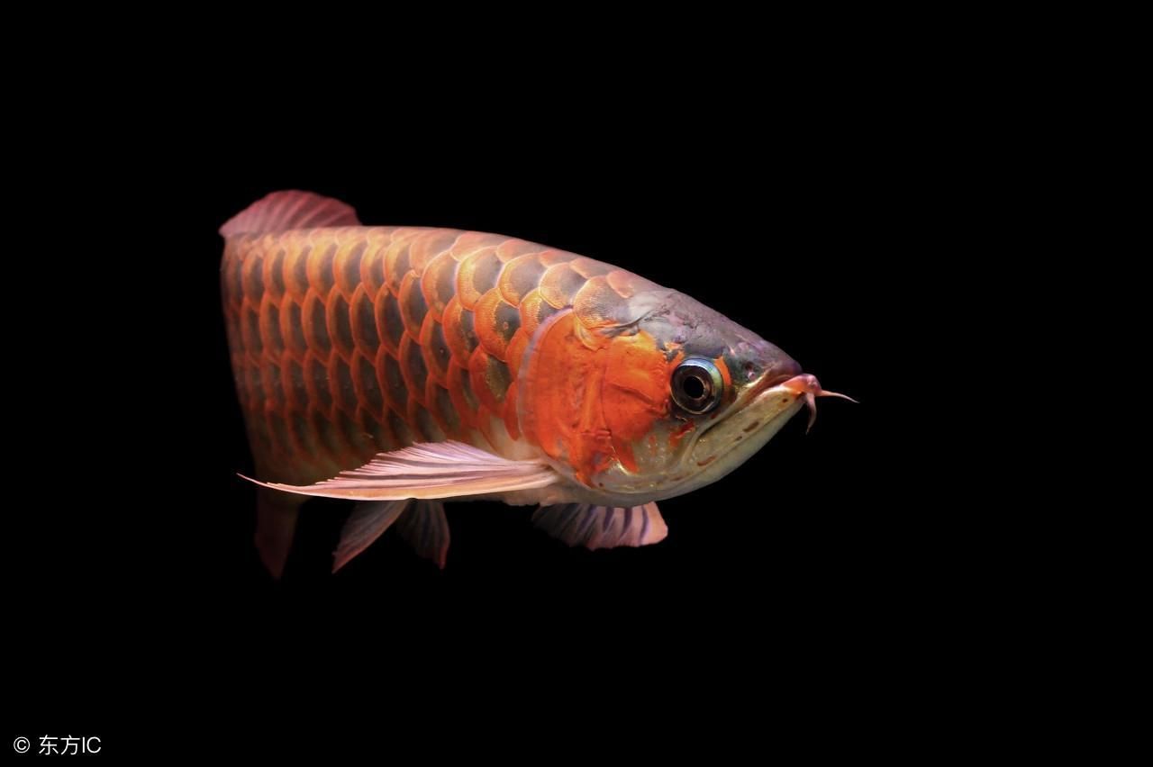 龍魚增色吃什么好一點：如何判斷龍魚增色的最佳飼料搭配