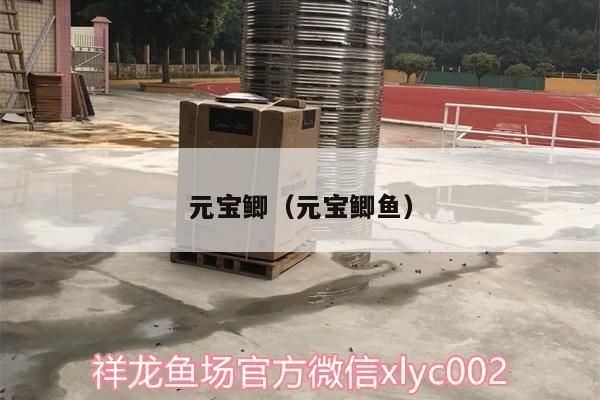 元寶鯽混養(yǎng)飼料品牌推薦：元寶鯽混養(yǎng)飼料品牌推薦，