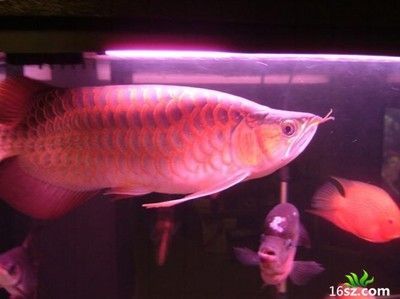 龍魚和七彩混養能出狀態嗎：龍魚和七彩神仙魚混養能出狀態嗎