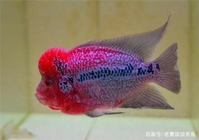 羅漢魚專用飼料選購技巧，羅漢魚專用飼料品牌對比羅漢魚飼料保存方法