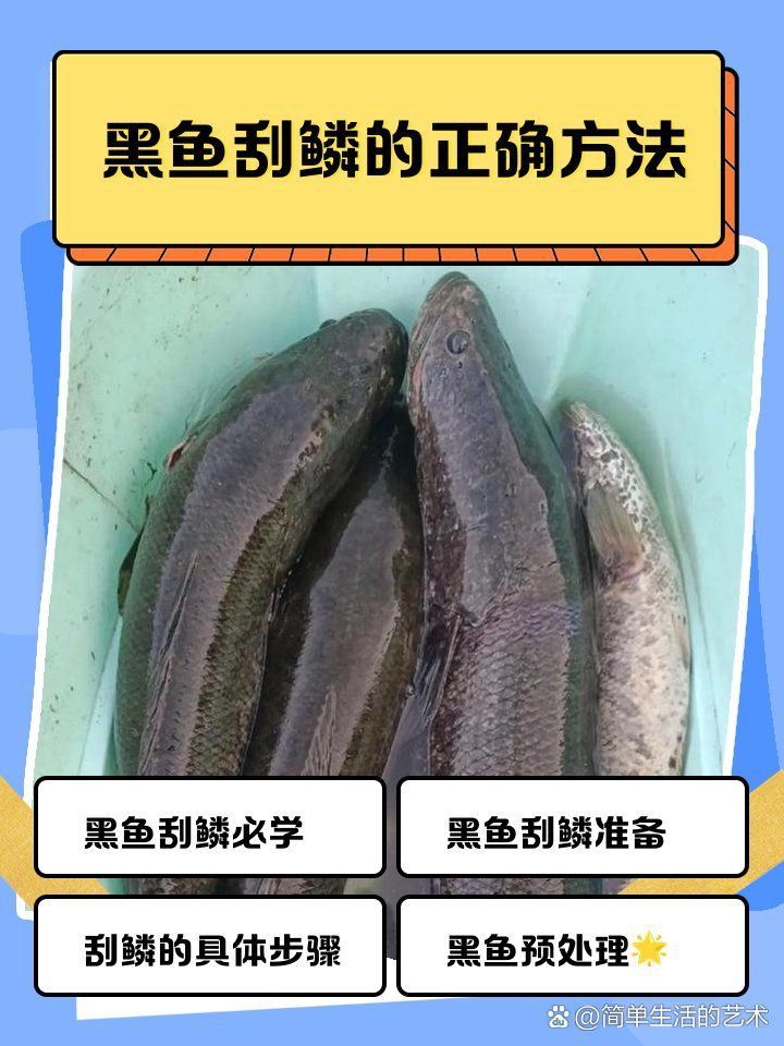 黑鱗魚最簡單三個步驟
