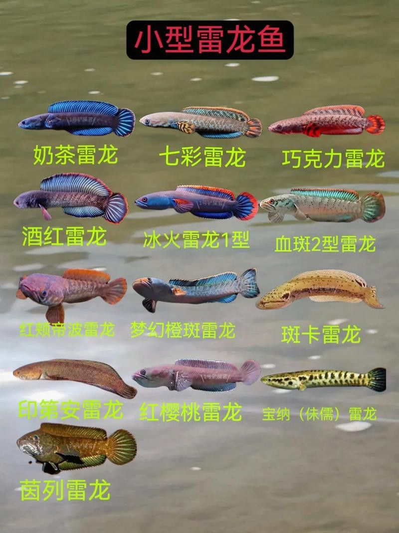 大龍魚的圖片大全高清
