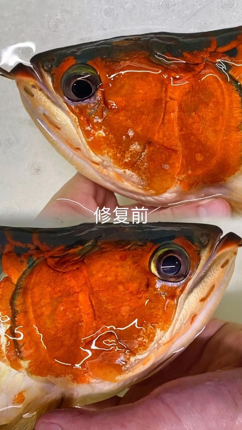 大龍魚的圖片大全高清