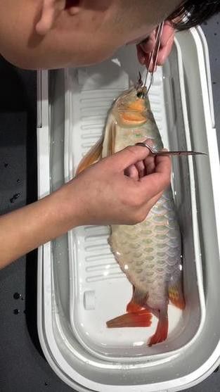 大龍魚的圖片大全高清