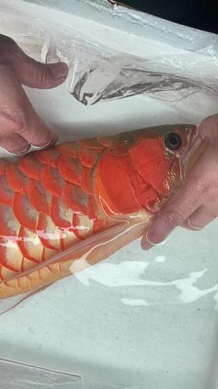 大龍魚的圖片大全高清