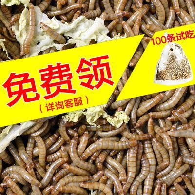 龍魚能吃面包蟲嗎，：龍魚可以吃面包蟲嗎