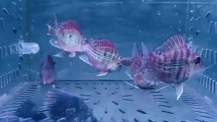龍魚配幾條元寶鳳鳳凰 龍魚配幾條元寶鳳鳳凰 龍魚百科 第1張