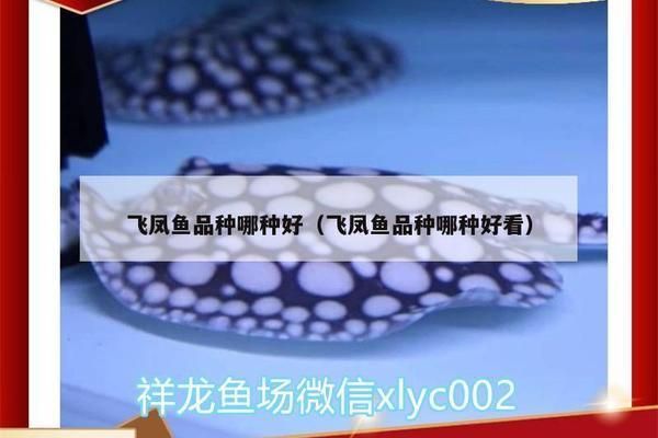 最大的紅龍魚視頻：揭秘全球最大的紅龍魚，震撼視頻背后的故事