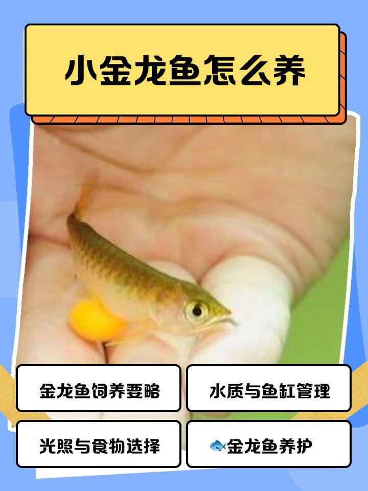 養金龍魚每天燈光照多少時間