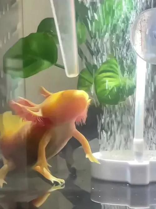恐龍魚進食視頻大全圖片