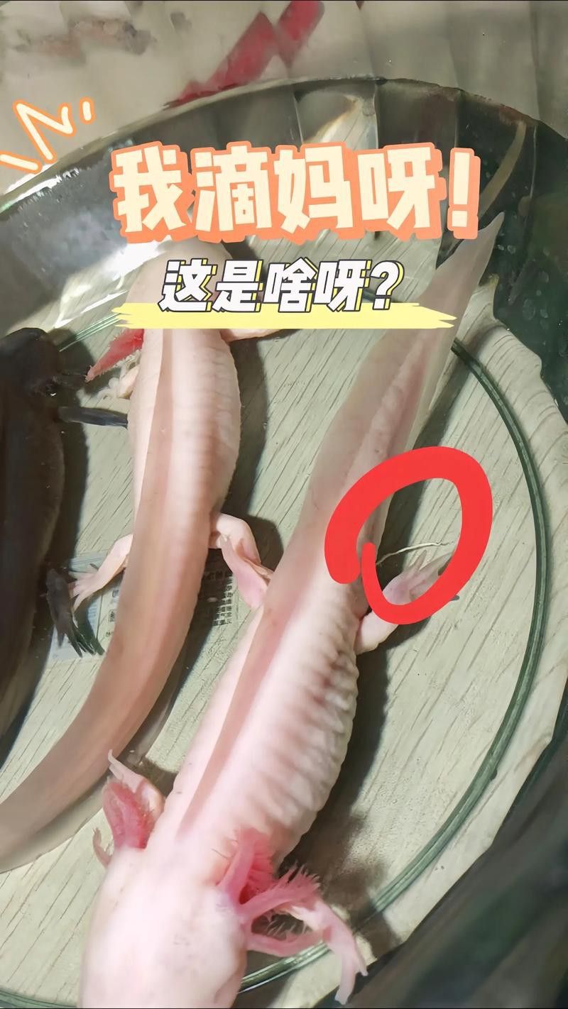 恐龍魚進食視頻大全圖片