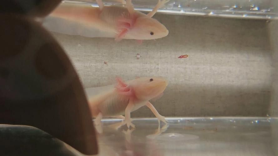 恐龍魚進食視頻大全圖片