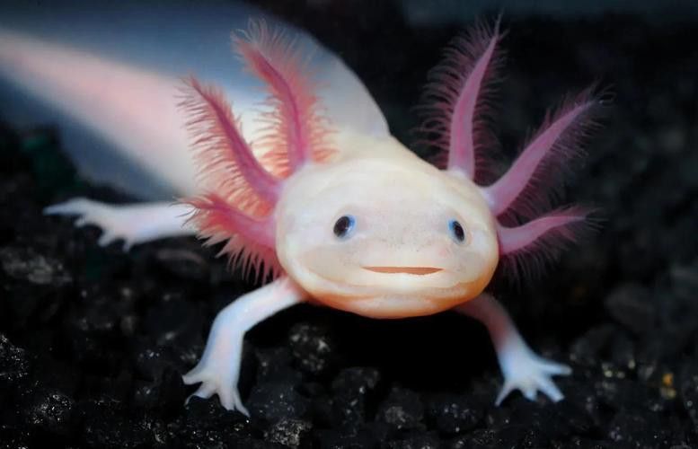 恐龍魚進食視頻大全圖片