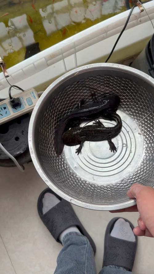 恐龍魚進食視頻大全圖片