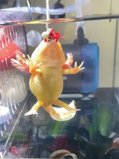 恐龍魚進食視頻大全圖片