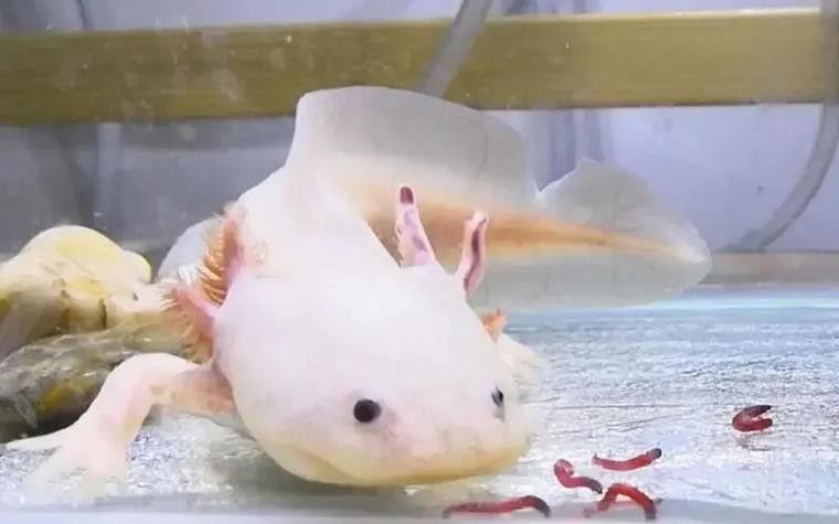 恐龍魚進食視頻大全圖片