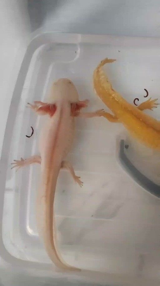 恐龍魚進食視頻大全圖片
