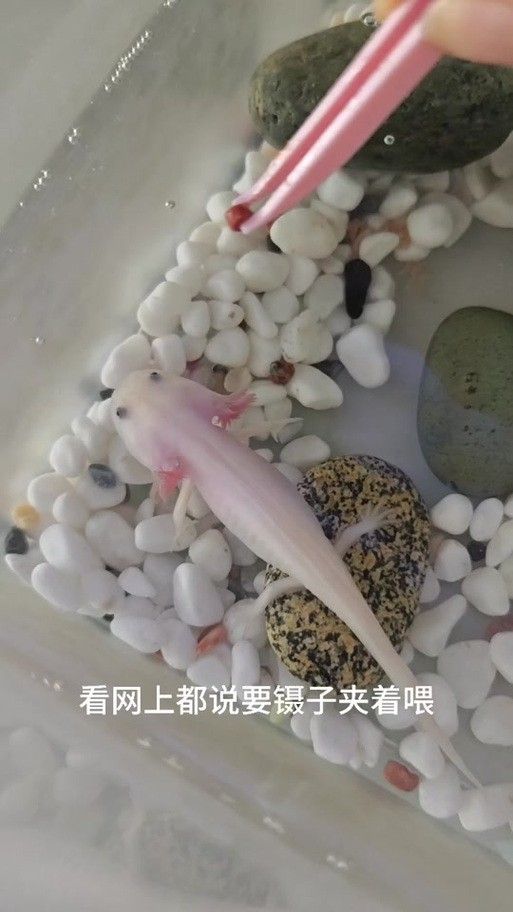 恐龍魚進食視頻大全圖片
