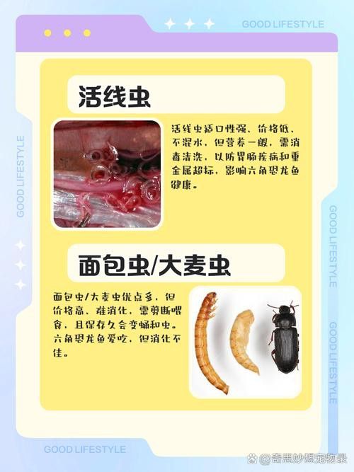 恐龍魚進食視頻大全圖片