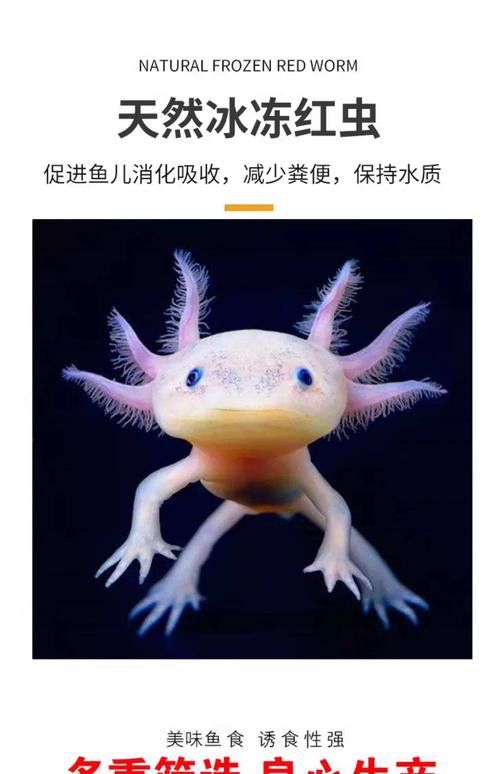 恐龍魚進食視頻大全圖片