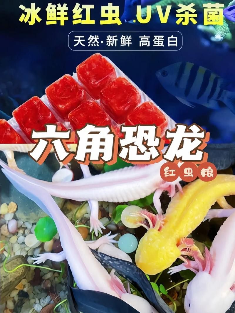 恐龍魚進食視頻大全圖片