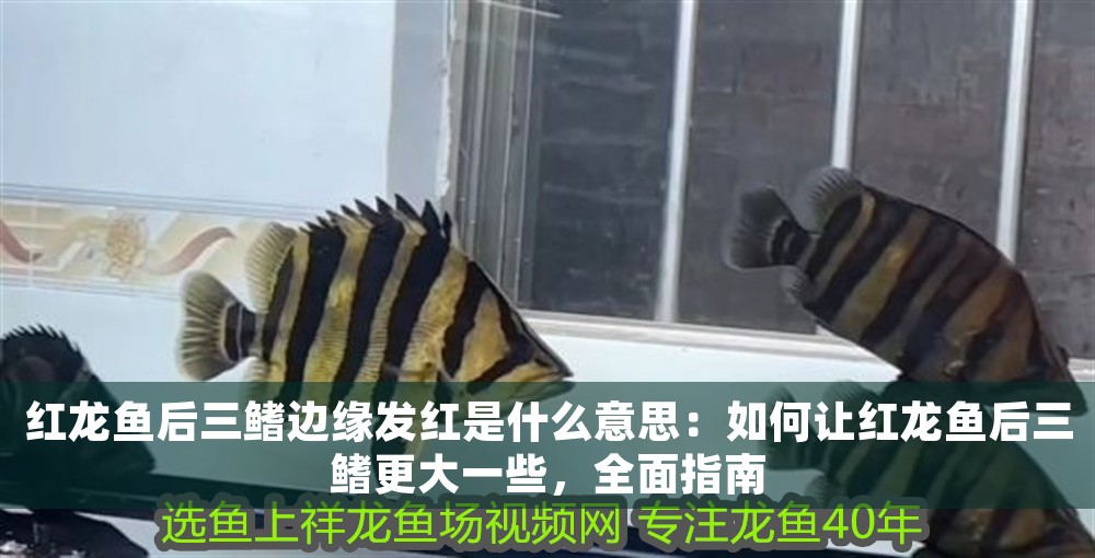 紅龍魚后三鰭邊緣發紅是什么意思：如何讓紅龍魚后三鰭更大一些，全面指南