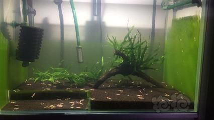 龍魚 水草：龍魚缸可以種水草嗎