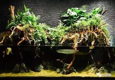 龍魚 水草：龍魚缸可以種水草嗎