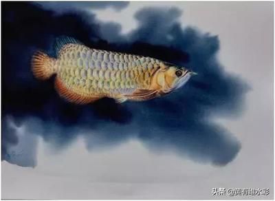 龍魚(yú)進(jìn)貨渠道在哪里：尋找龍魚(yú)進(jìn)貨渠道的方法