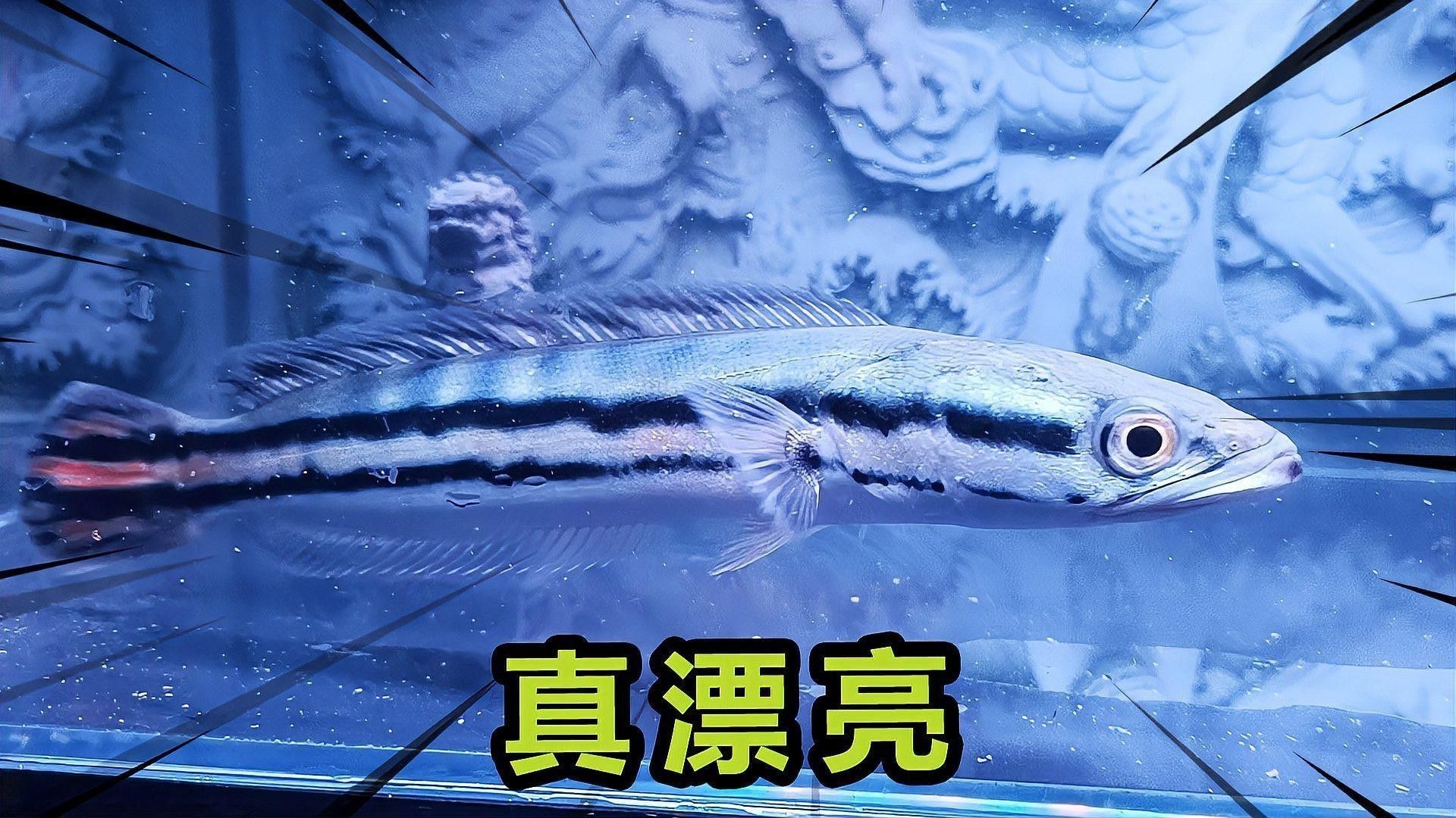 越南有什么雷龍魚品種