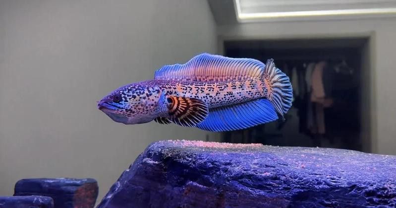 越南有什么雷龍魚品種