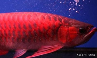 血紅龍魚能吃嗎怎么喂：血紅龍魚對飼養(yǎng)環(huán)境和喂食方法有一些特殊的要求