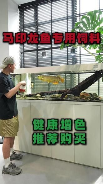 紅龍魚增色飼料有哪些牌子
