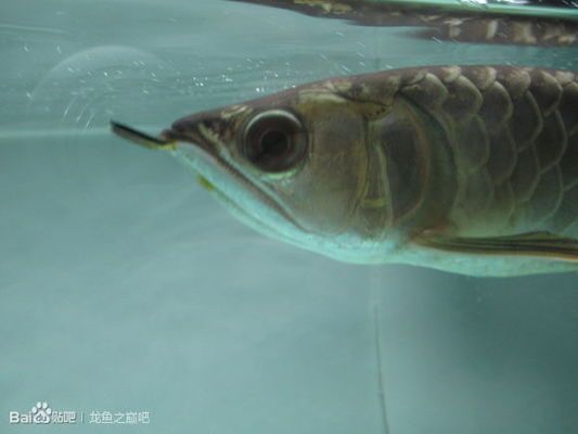 晚上突然開燈看見龍魚掉眼？白天又沒事了：晚上突然開燈看見龍魚掉眼?白天又沒事了