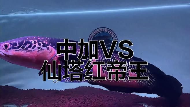 紅帝王黑魔神雷龍魚怎么爆梅花
