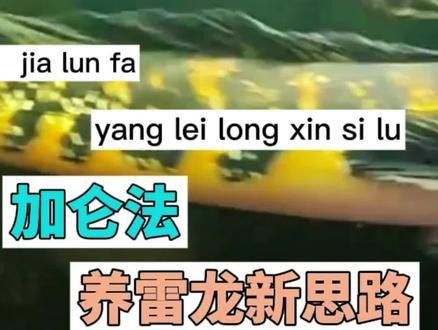 紅帝王黑魔神雷龍魚怎么爆梅花