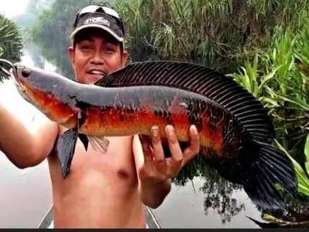 紅帝王黑魔神雷龍魚怎么爆梅花