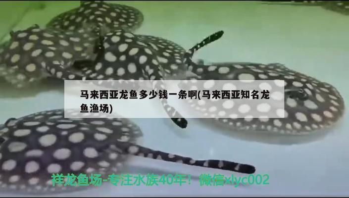 龍魚價格祥龍漁場：祥龍漁場紅龍魚價格趨勢分析祥龍漁場紅龍魚品種介紹