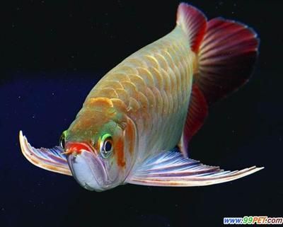 龍魚的分類方法有哪些，：龍魚的分類方法