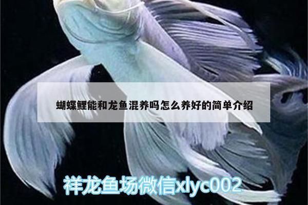 龍魚混蝴蝶鯉：蝴蝶鯉與龍魚混養的優勢
