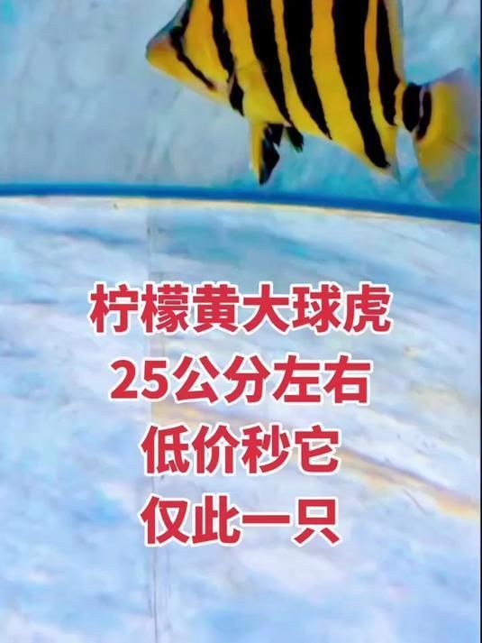 老虎魚一般多大