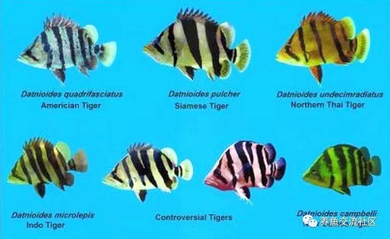 老虎魚一般多大