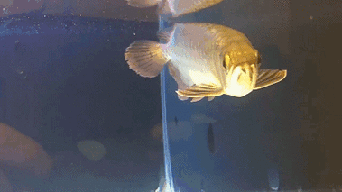 能推薦更多紅龍魚動態壁紙嗎？