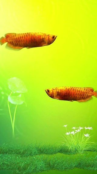 能推薦更多紅龍魚動態壁紙嗎？