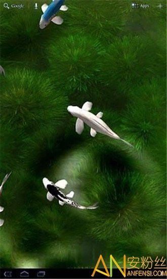 能推薦更多紅龍魚動態壁紙嗎？